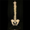 Professional Human Spine Model Flexible  Medical Anatomical Spine Model