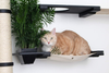 CatastrophiCreations Gardens Set for Cats Multiple-Level Wall Mounted Scratch, Hammock Lounge, Play & Climbing Activity Center Furniture Cat Tree Shelves