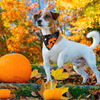 Dog Bandana & Matching Scrunchie Set Halloween Dog Bandanas Scarf with Bow Scrunchie for Dogs Owner & Medium Large Dogs Pet