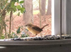 in-House Window Feeder! 180° Clear View, Watch & Feed Wild Birds from The Comfort of Your Home! USA Made, Large Opening for Easy Fill of Bird Seed, Made of Weather Resistant PVC (in-House, White)