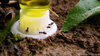 byFormica Liquid Feeder Micro for Feeding Ants - for Water, Sugar Water, or Ant Nectar