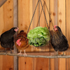Chicken Vegetable Hanging Feeder, Chicken Coop Accessories, Chicken Toys for Coop, Chicken Treat Basket Holder, Chicken Feeder for Hens Birds, Chicken Swing (12")