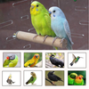Tfwadmx Parakeet Perch Bird Stand Toy Natural Wood Platform Grinding Nail Cage Accessories for Small Birds Cockatiels Lovebirds Budgie Parrots 8 PCS