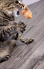 SmartyKat Chickadee Chirp Electronic Sound Catnip Cat Toy