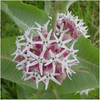 Seed Needs, Milkweed Seed Collection (6 Individual Seed Packets) Open Pollinated Seeds