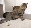 SmartyKat Skitter Critters Cat Toy Catnip Mice, 3/pkg, Gray, Beige (39384)