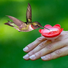 3 Pack Hummingbird Ring Feeder Feeding Perch Hand Feeder for Attract Hummingbird Birds. Hummingbird Ring Feeder
