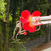 Window Hummingbird Feeder ,Bird Feeder with red Flower, Transparent, Easy to Install and Clean