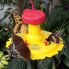Songbird Essentials SE78200 Butterfly Feeder (Set of 1)