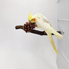 MISS FIRE Bird Perch,Parrot Perch Stands with Pine Cones,Birds Stand Pole Natural Wild Stick Grinding Paw Climbing Standing Cage Accessories Toy Branches for Parakeet, Budgies, Lovebirds