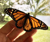 Monarch Butterfly Raising Kit