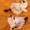 i'Pet Princess Floral Cat Party Bridal Wedding Dress Small Dog Flower Tutu Ball Gown Puppy Dot Skirt Doggy Photo Apparel Stretchy Clothes Mesh Costume for Spring Summer Wear (White, Medium)
