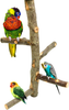 suruikei Bird Perch Nature Apple Hard Wood Stand, Parrot Stand Toy Branch Platform Paw Grinding Stick for Small Parakeets Cockatiels Conures Parrots Love Birds Finches Cage Accessories