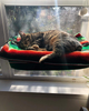 Lcybem Cat Hammocks for Window - Seat Suction Cups Space Saving Cat Bed, Pet Resting Seat Safety Cat Window Perch for Large Cats, Providing All Around 360° Sunbath for Indoor, Weighted up to 33lbs