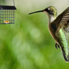 YARDWE Birds Suet Cage Iron Garden Birds Feeder Cage Bird Food Container Suet Cake Holder Basket for Woodpeckers Bluebirds (Black)
