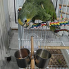 TBWHL Parrot Feeding Cups Hanging Pet Animal Stainless Steel Birdcage Bowls Bird Bowls for Cage Parakeet Bird Cage Accessories Suitable Small and Medium Bird