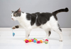 Hartz Cattraction Cat Toys with Silver Vine and Catnip for Livelier Play for Cats and Kittens, Multiple Styles