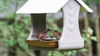 Mr. Canary Bird & Breakfast Bird Feeder, Plus 4 'EveryBirdy Loves It' En-Trays, No-Clean Bird Feeder, Easy