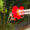 Bob's Best Hummingbird Feeder -Bird Feeder with Bright Red Transparent Poly-Carbonate Tube, Easy to Clean, Spring Summer Decor, Hummingbird Feeders for Outdoors, Deck, Patio, Garden, Yard