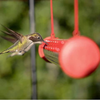 Best Hummingbird Feeder with Hole Birds Feeding 16/20 Inches Easy to Use Hummingbird Feeder Red/Transparent Bird Feeding Pipe (20inches-B)