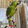 Small Bird Swing Toys, Bird Parrot Swing Chewing Toys - Hanging Bell Birds Cage Toys 8 Pcs