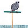 Bird Perch，Parrot Wooden Stand for Cage，Birdcage Play Stand Rack，Cage Toy for Beak Paw Grinding Stick，Natural Beech Branch，Travel Portable Pet Bird Carrier Stand for Parakeets Cockatiel Conure Budgie