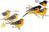 Oriole Bird Feeder by Birds Choice - NP1009 Oriole-Fest Baltimore Oriole Feeder, 12-Ounce Includes a Bonus Starter Pack of Oriole Nectar
