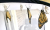 Monarch Butterfly Raising Kit