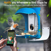 PalProt Smart Bird Feeder [AI Recognition] | Notify You of Birds & Recognize Bird Species(Over 10,000) & Capture Birds' Pictures, Bird Feeder Camera for Bird Watching, for Women Men
