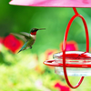 Mosaic Birds M047-301-R Hummble Bold Hummingbird Feeder Red