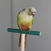 Bird Perch，Parrot Wooden Stand for Cage，Birdcage Play Stand Rack，Cage Toy for Beak Paw Grinding Stick，Natural Beech Branch，Travel Portable Pet Bird Carrier Stand for Parakeets Cockatiel Conure Budgie