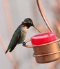 We Love Hummingbirds Best Copper Hummingbird FEEDERS - Small & Unique Bee Proof Guard Design - Perfect for Window or Hanger - Beautiful Nectar Feeder Guaranteed to Make Your Hummingbirds Happy!