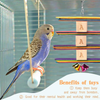 Shellkingdom Parrot Toys,Bird Hanging Wooden Ladder and Bird Hammock Chew Perches Cage Finch Toy with Bells for Bird Macaws Cockatiels Parakeets African Grey Parrot Lorikeets Conures