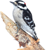 C&S Woodpecker Treat Suet Plug 11 Ounces