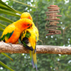 S-Mechanic Bird Perch Stand Birdcage Platform for Small Medium Parrot