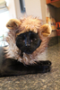 Pet Krewe Lion Mane Costume - Lion Mane for Cats - Fits Neck Size 8”-14” - Perfect for Halloween, Parties, Photo Shoots and Gifts for Cat Lovers