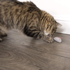 SmartyKat Skitter Critters Cat Toy Catnip Mice, 3/pkg, Gray, Beige (39384)