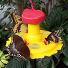 Songbird Essentials SE78215 Butterfly Feeder/Nectar Combo (Set of 1)