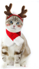 Enjoying Pet Costume - Small Dog Cat Sailor Costume, Halloween Witch Hat, Santa Set, Christmas Antler Headband with Scarf, New Year Pet Outfit
