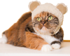 Kitan Club Cat Cap - Pet Hat Blind Box Includes 1 of 6 Cute Styles - Soft, Comfortable - Authentic Japanese Kawaii Design - Animal-Safe Materials, Premium Quality (Bear)