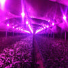 50W 70W 100W LED Cob Indoor Garden Plant Grow Lamp Clips DIY Full Spectrum Growth Light