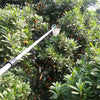 Garden Tools Convenient Horticultural Fruit Picker Gardening Apple Peach Picking Tools
