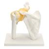 NEW Life Size Anatomical Functional Human Shoulder Joint Teaching Model