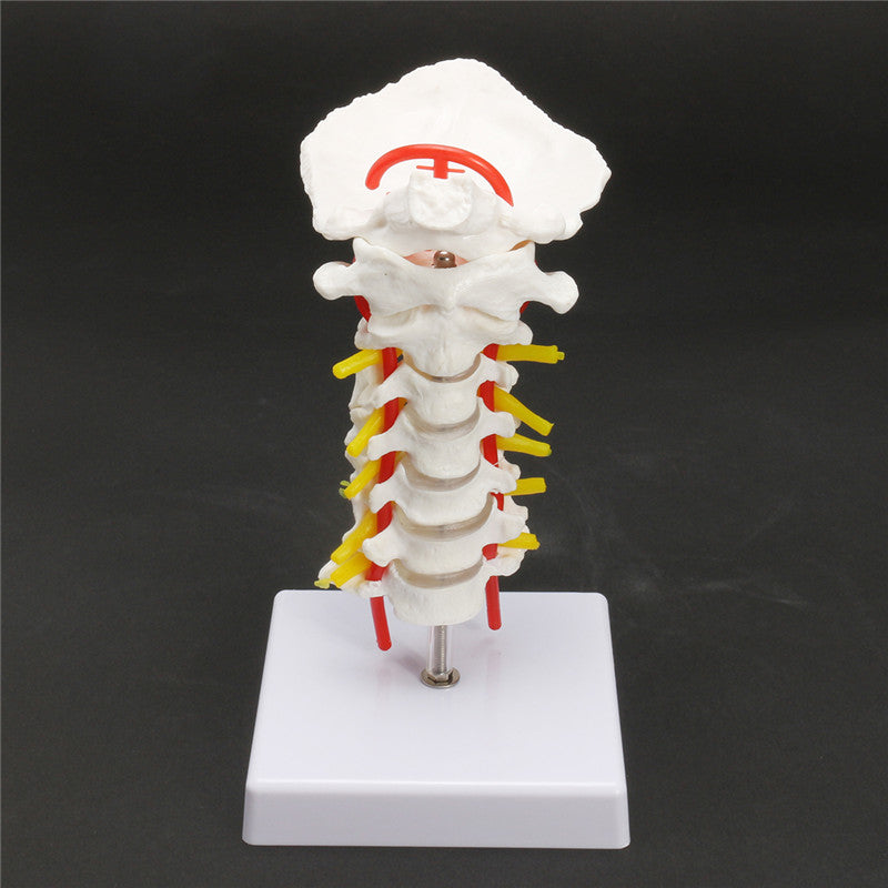 7'' Life Size Chiropractic Human Anatomical Cervical Vertebral Spine Model